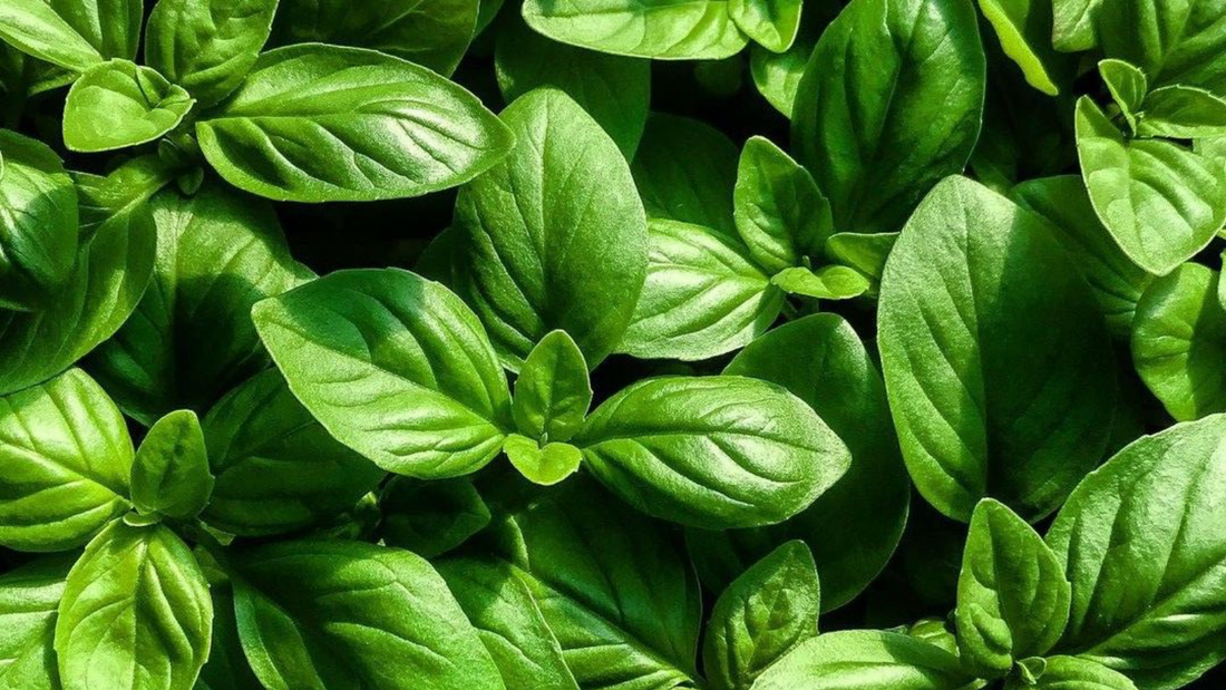 albahaca en perfumeria