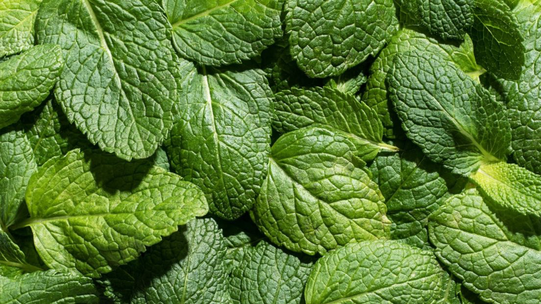 menta perfumeria a que huele