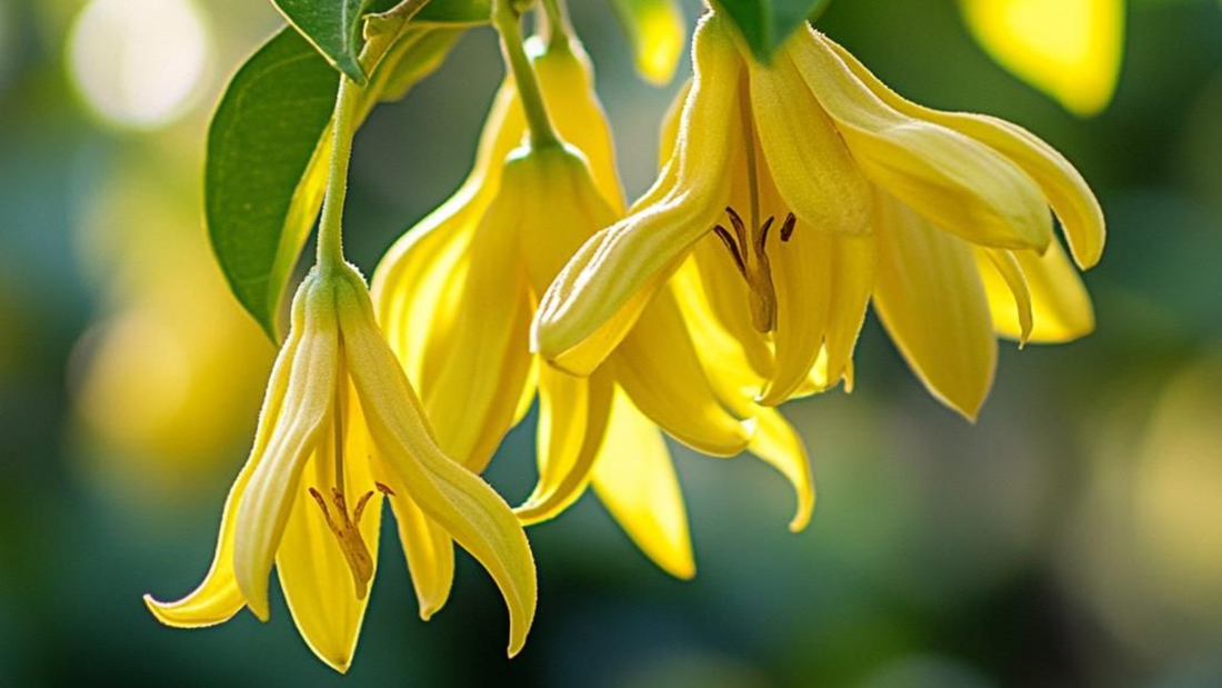 Qué es el ylang-ylang en perfumería