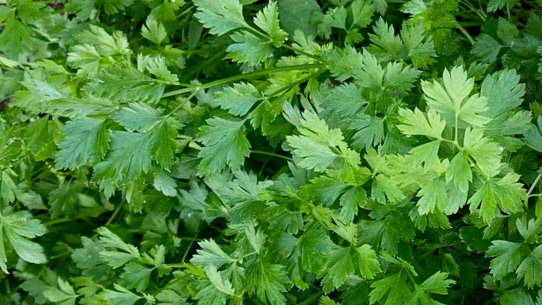 cilantro en perfumeria olor