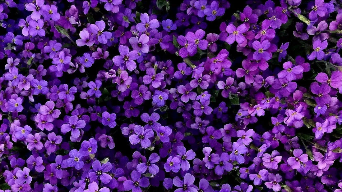heliotropo perfumeria flor