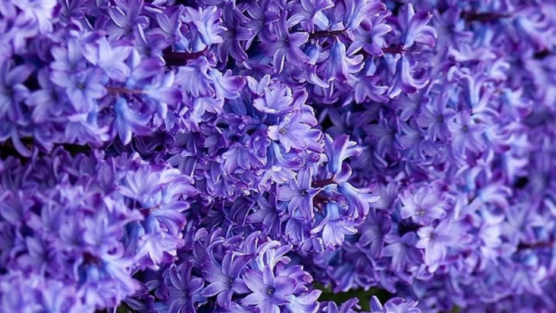 ¿Qué aporta el jacinto a un perfume floral y verde?