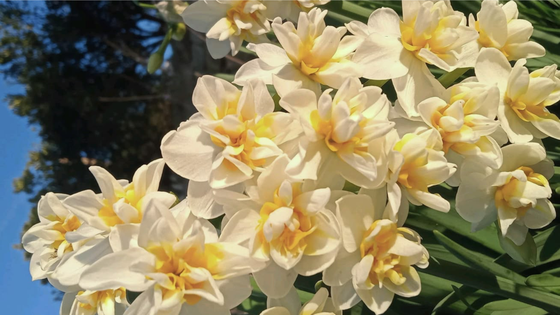 narciso perfumeria