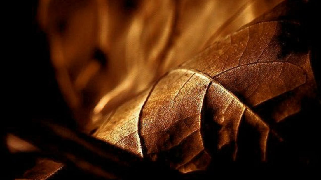 ¿A qué huele el tabaco en perfumería?