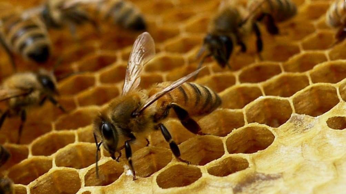 ¿Qué aporta la cera de abeja a un perfume?