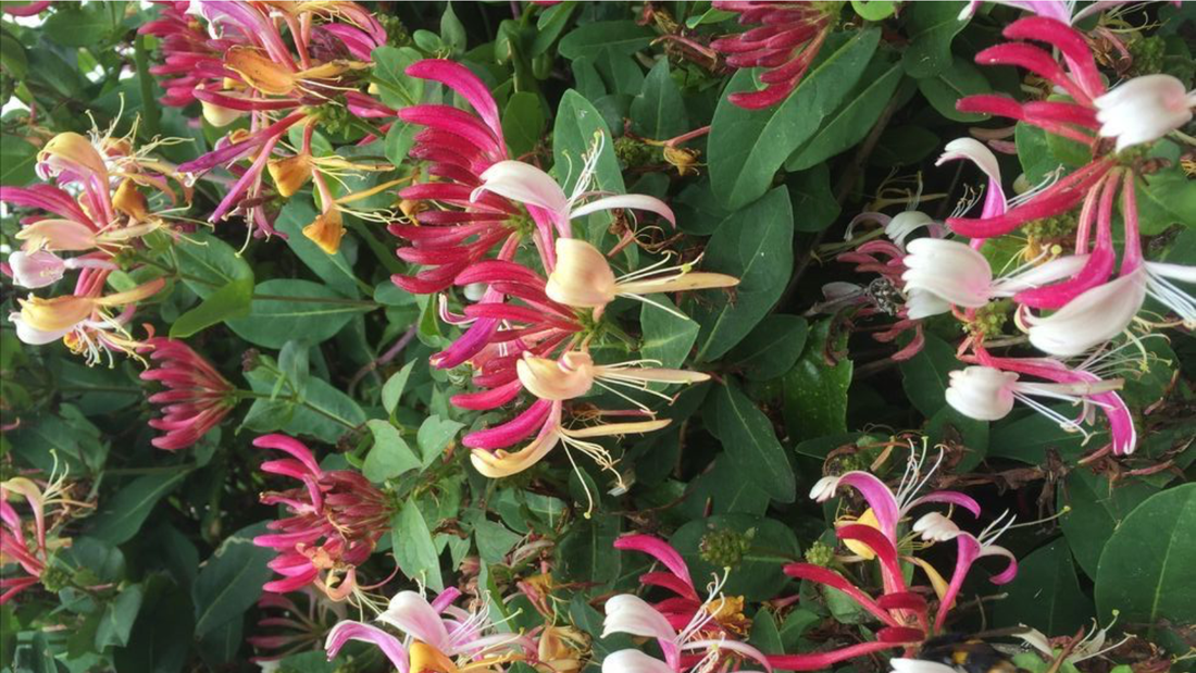 madreselva perfume olor