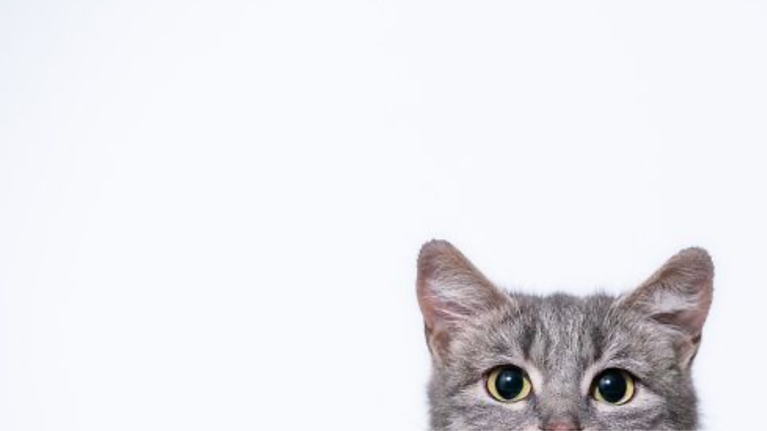 notas animales perfumeria