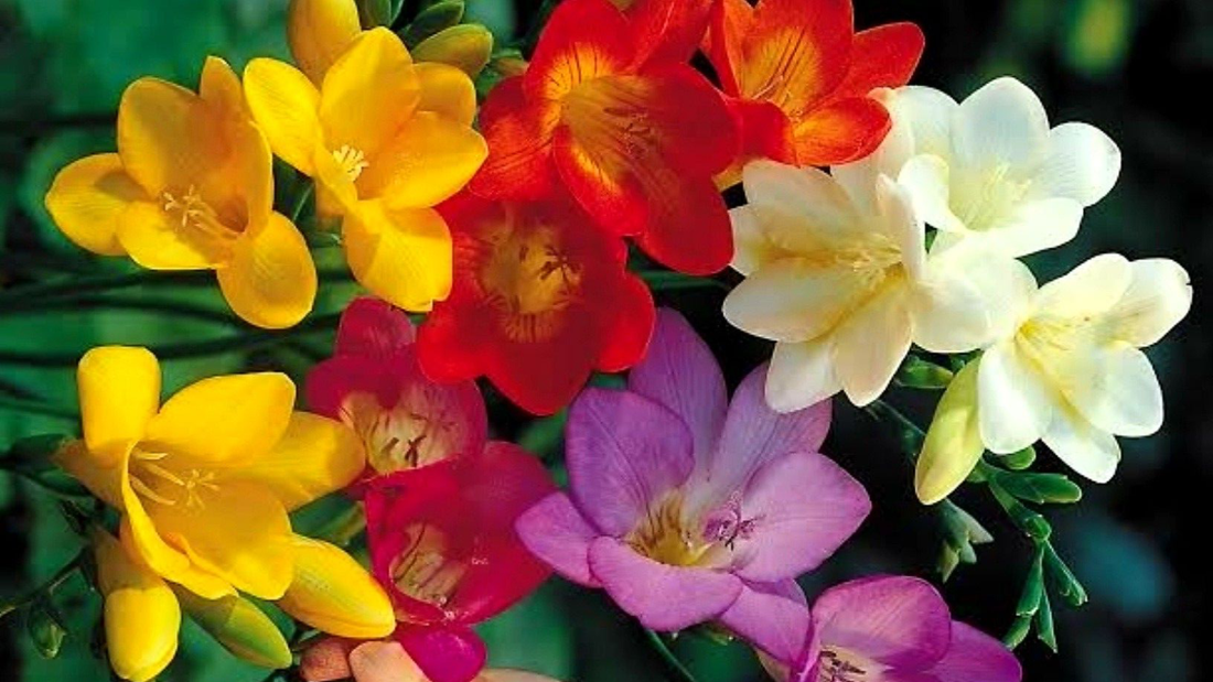 fresias perfumeria