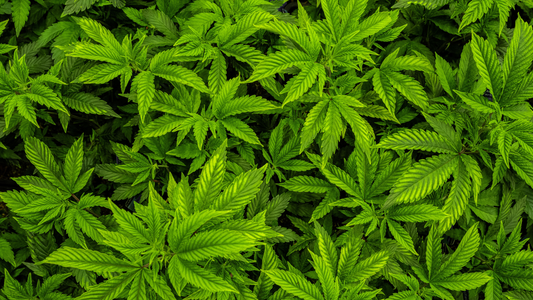 cannabis en la perfumeria