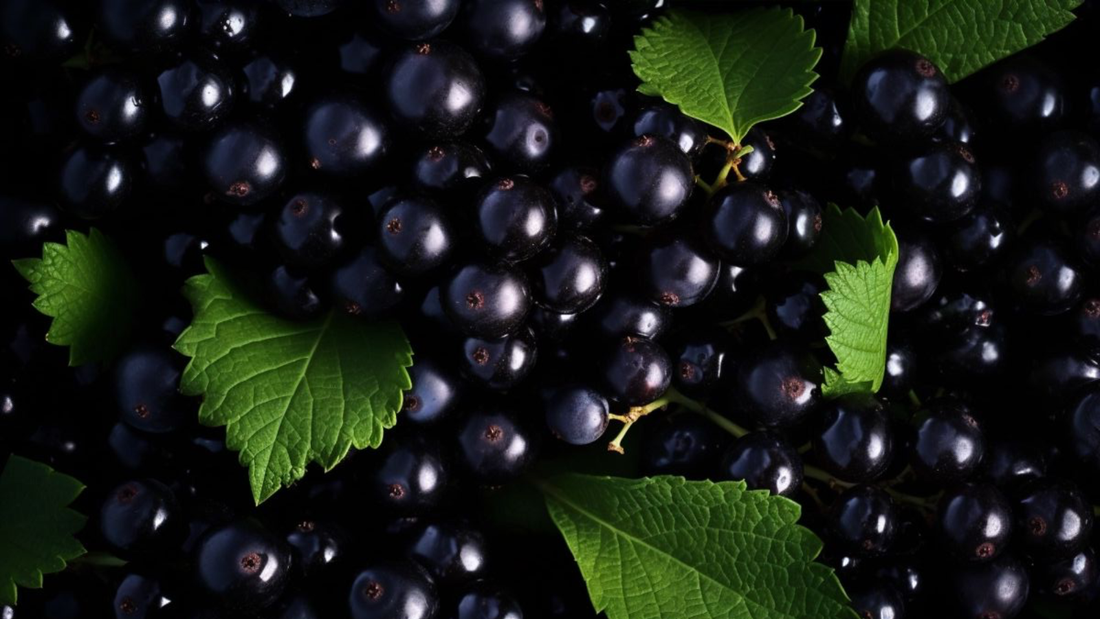 ¿Qué aporta el cassis a un perfume?