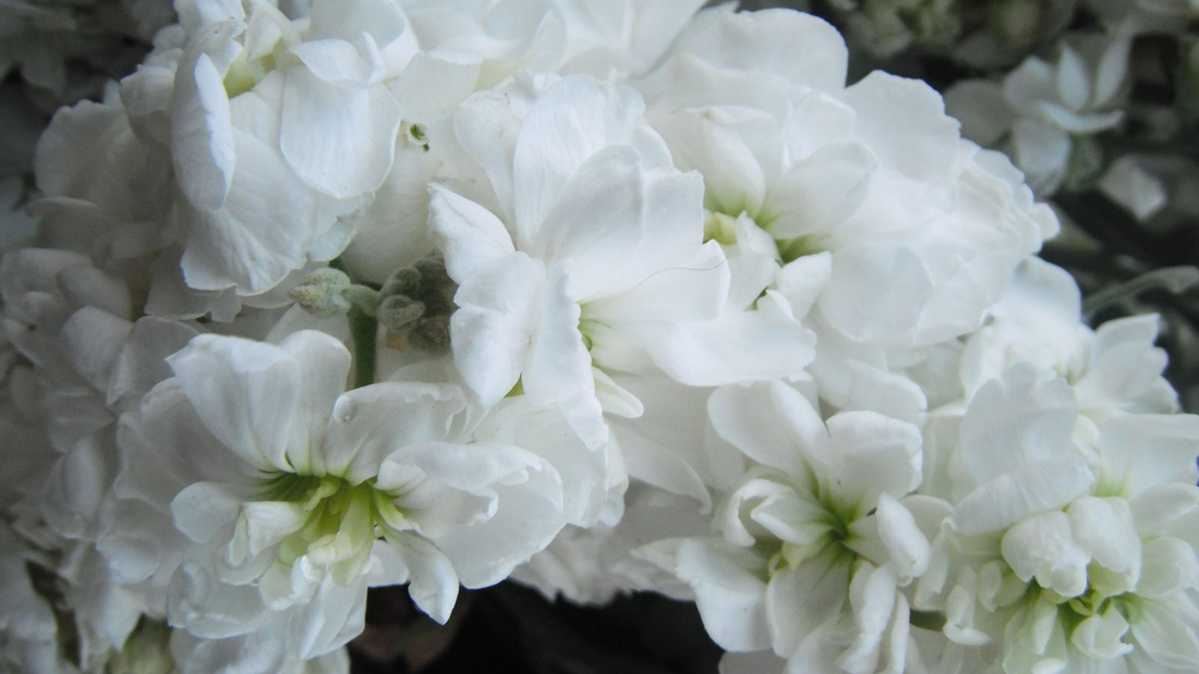 almizcle blanco perfumeria
