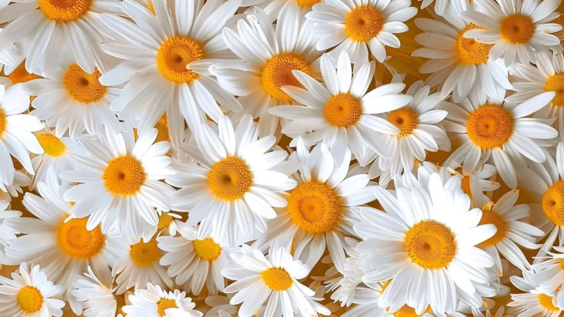 ¿A qué huele la camomila en perfumería?