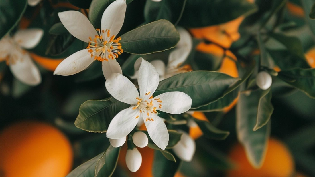 Flor de azahar y neroli: diferencias