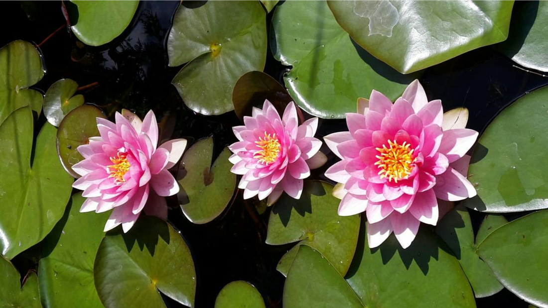 flor de loro en un perfume
