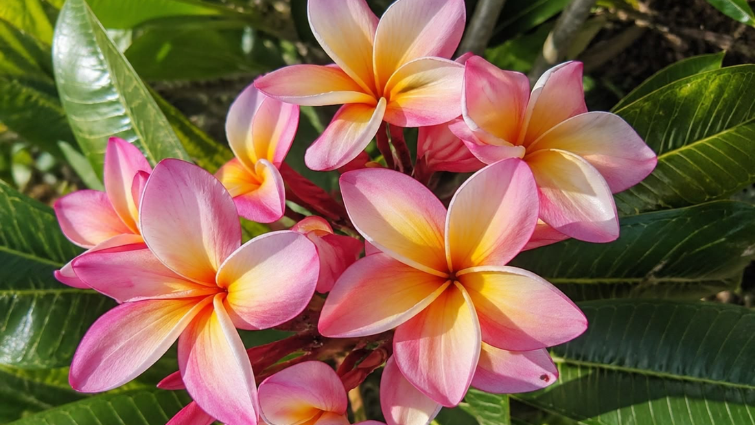 ¿Qué es el frangipani y a qué huele en un perfume?