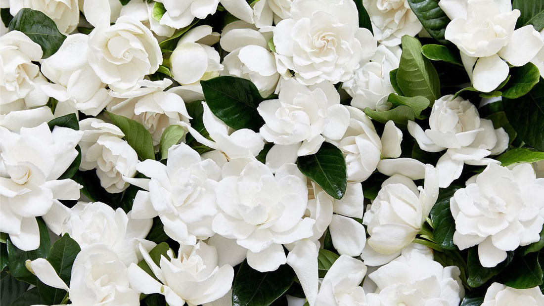 ¿A qué huele la gardenia en perfumería?