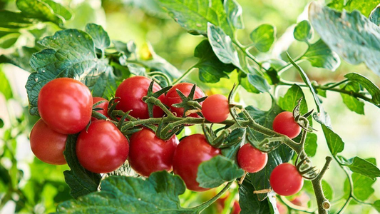 hoja de tomate en un perfume