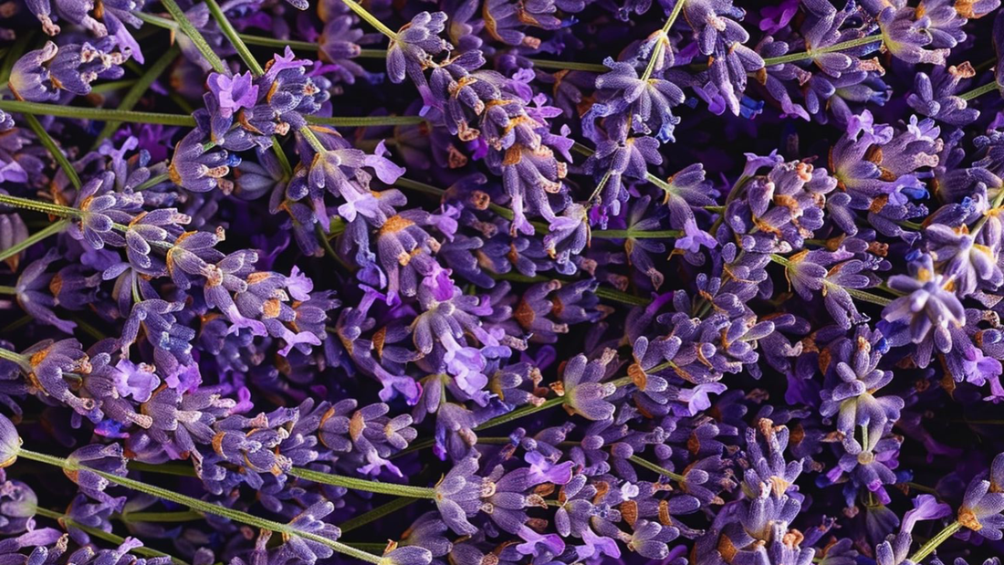lavanda perfumeria guia