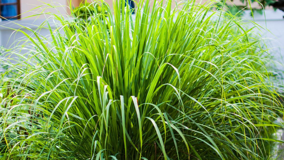 ¿A qué huele el lemongrass en perfumería?