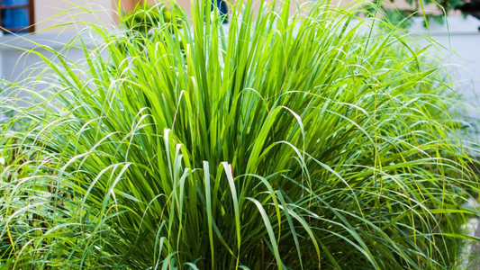 ¿A qué huele el lemongrass en perfumería?