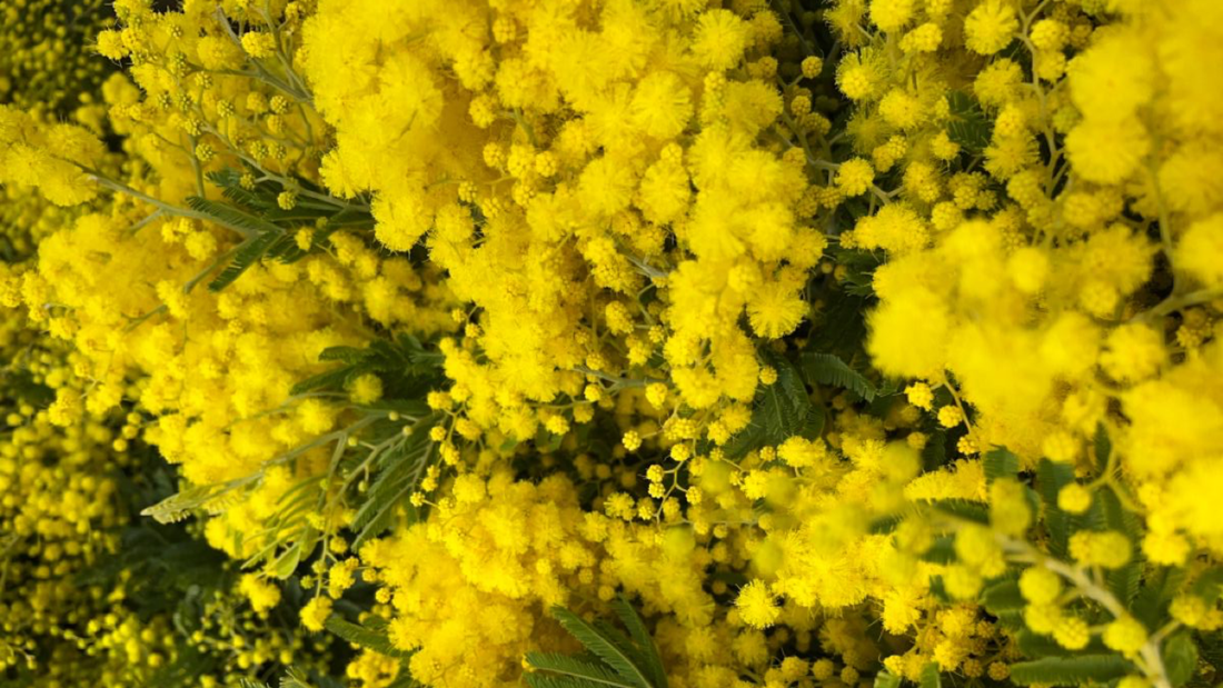 a que huele la mimosa en un perfume