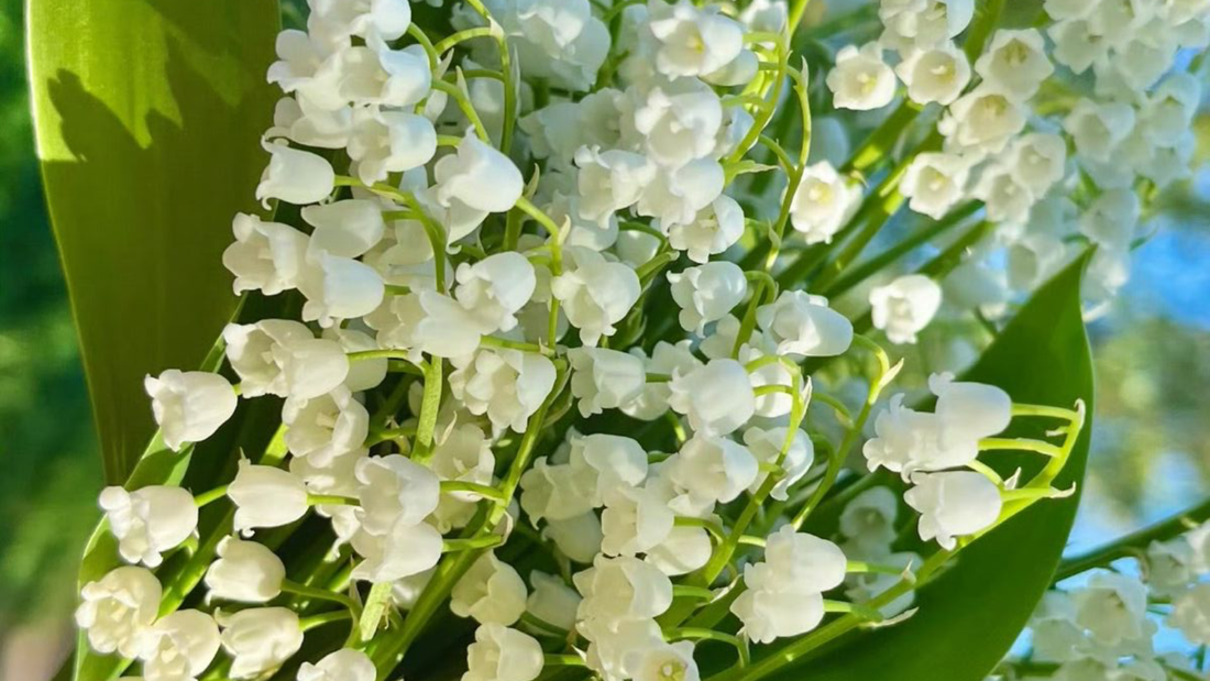 ¿A qué huele el muguet en perfumería?