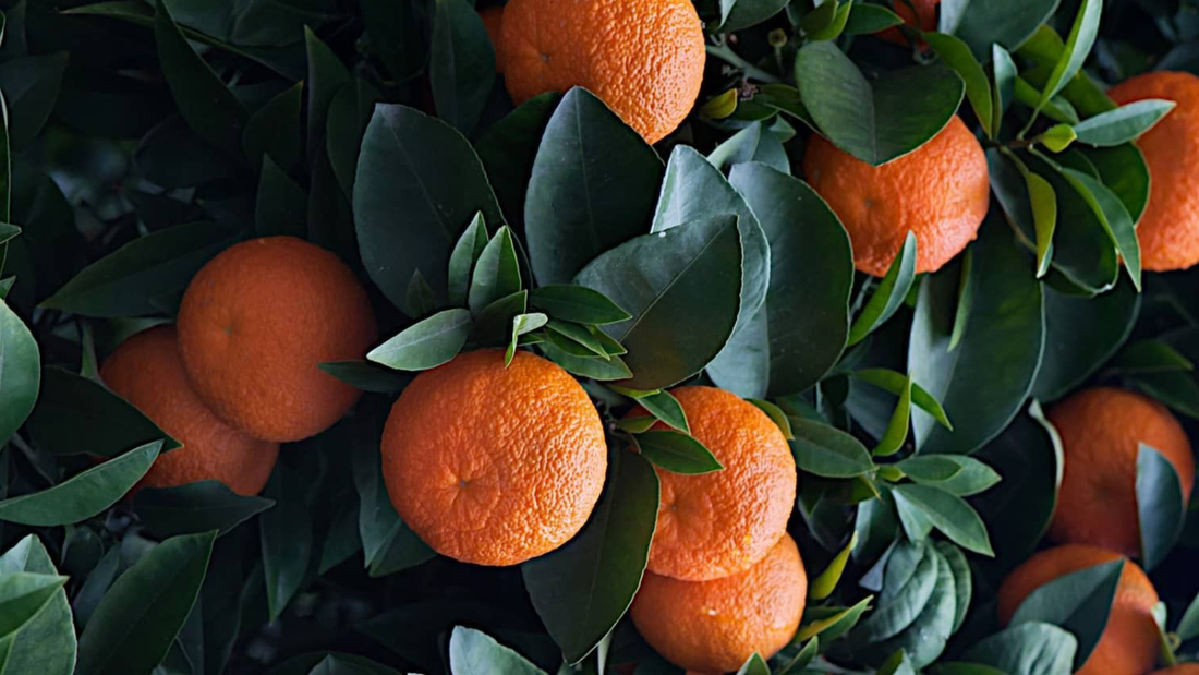 naranja amarga en perfumeria