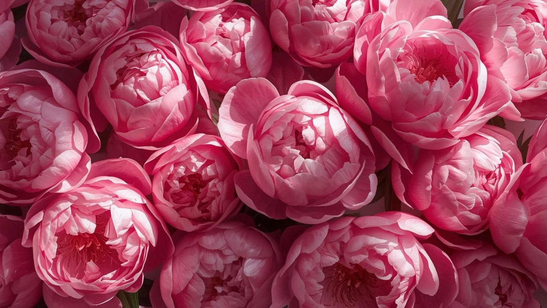 peonia olor en la perfumeria