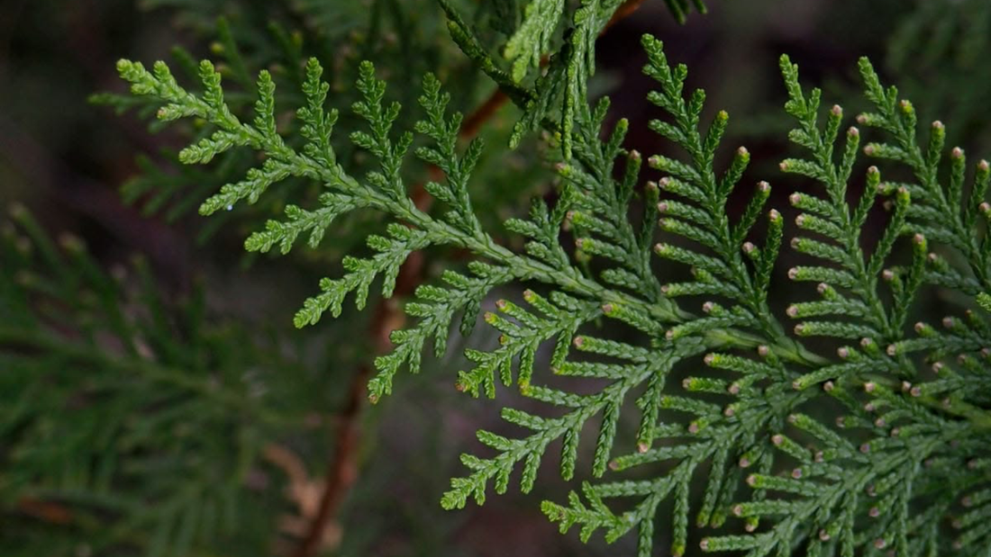¿A qué huele el hinoki en perfumería?