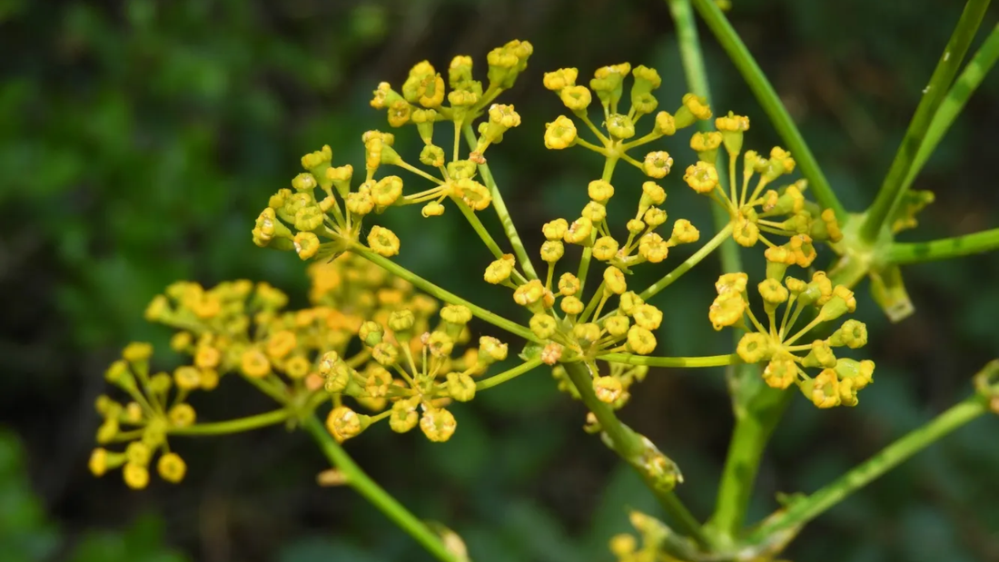opoponaco perfumeria
