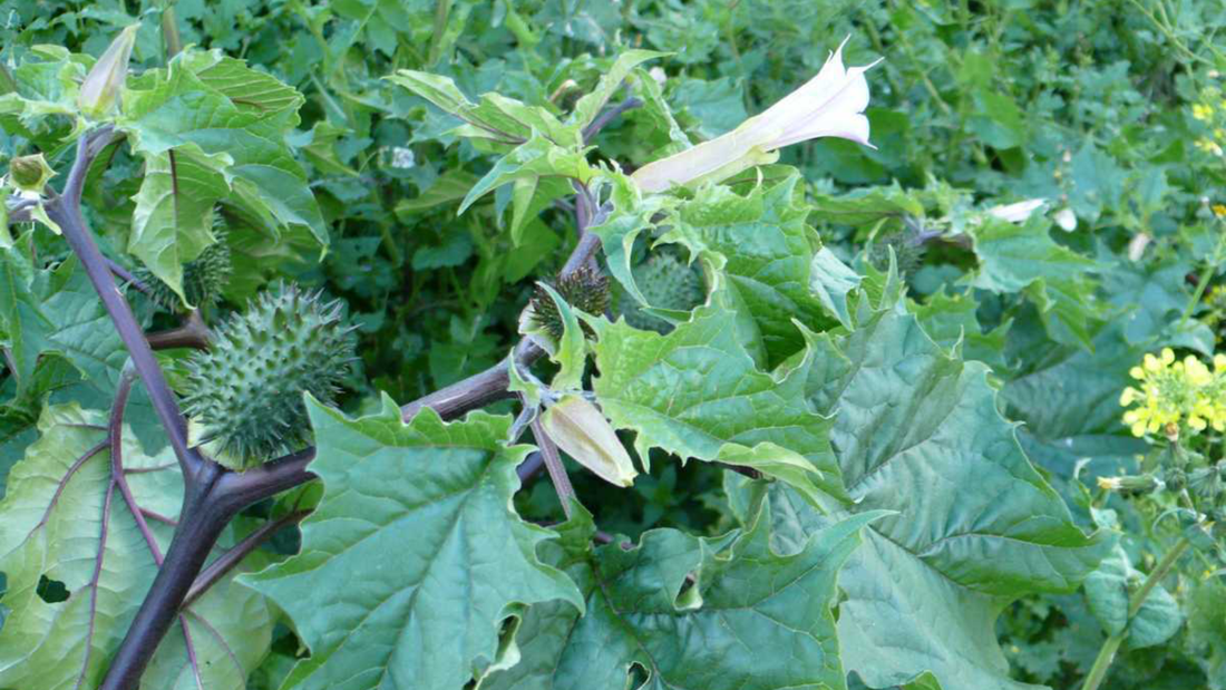 datura perfumeria