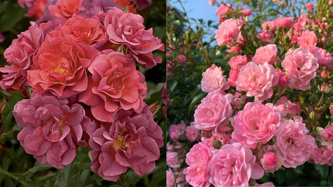 rosa de mayo y rosa damascena diferencias
