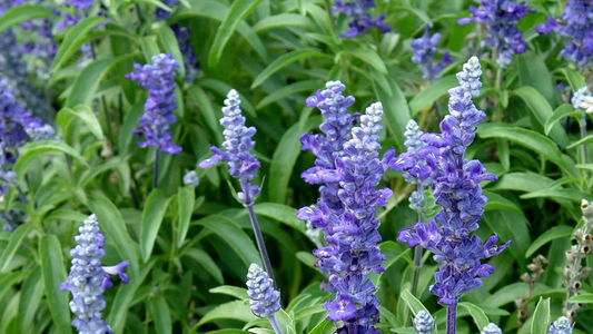 salvia esclarea perfumes