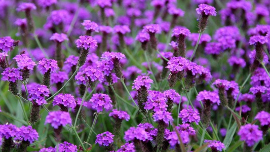 ¿Qué aporta la verbena a un perfume?