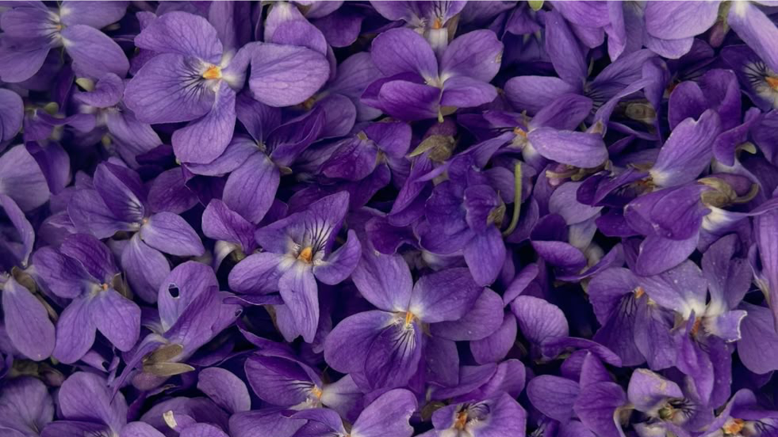 ¿A qué huele la violeta en perfumería?